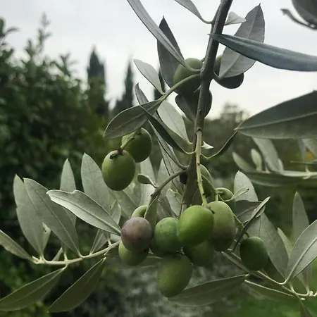 Il Pettirosso Di 컨트리하우스 *
