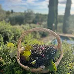 Il Pettirosso Di Siena