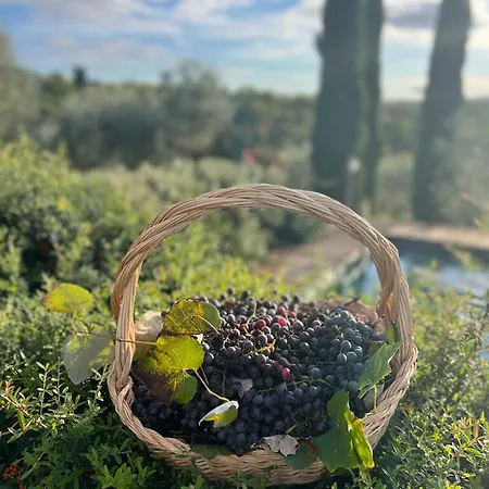 Il Pettirosso Di Σιένα